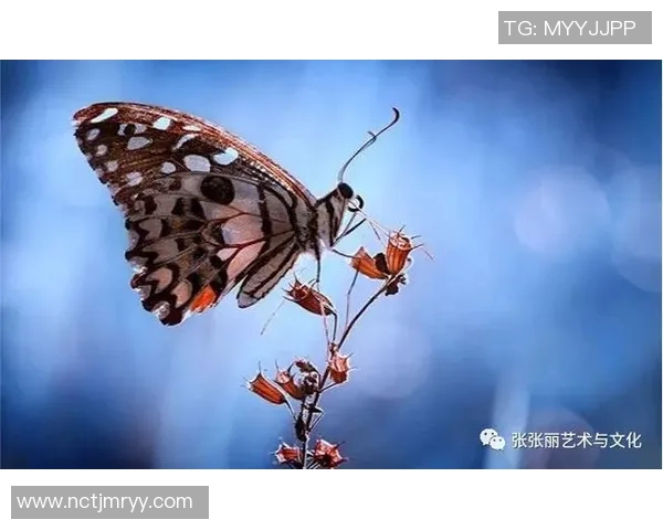 与张丽对话探索她的飞盘生涯与未来发展之路